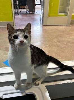 Bingo -  Domestic Short Hair Cat for Adoption in New Orleans, Louisiana - Bingo | PetCurious