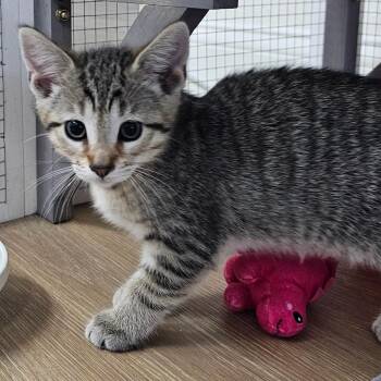 Oxford -  Domestic Short Hair Cat Available for Adoption in Toledo, Ohio - Oxford | PetCurious