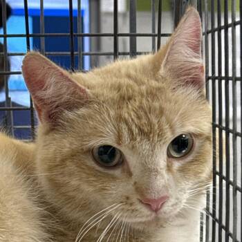 Domestic Short Hair Cats Available for Adoption in Las Cruces, New Mexico - Jimmy John | PetCurious
