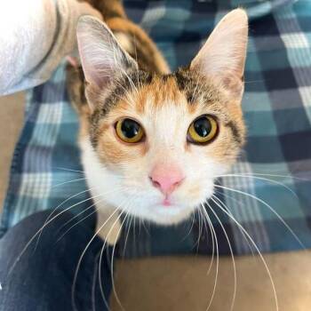 Domestic Short Hair Cats Available for Adoption - Princess | PetCurious