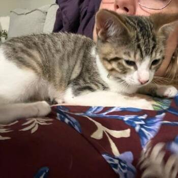 Compassion -  Domestic Short Hair Cat for Adoption in San Antonio, Texas - Compassion | PetCurious