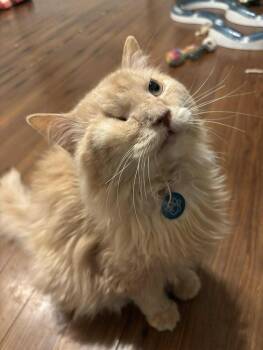 Rescue Domestic Medium Hair Cats for Adoption in Martinsburg, West Virginia - Honey Hot Pepper Pimento Cheese | PetCurious