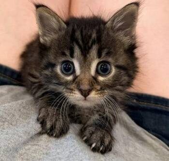 Aleister -  Tabby and Domestic Short Hair Cat Available for Adoption in Buford, Georgia - Aleister | PetCurious