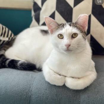 Rescue Domestic Short Hair Cats for Adoption - Ronnie | PetCurious
