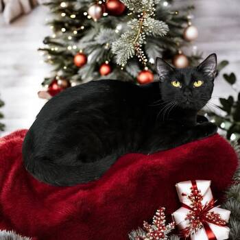 Rescue Bombay and Domestic Medium Hair Cats for Adoption in Hillsboro, Texas - Echo — The Sweetest Little Shadow, Waiting To Shine For You | PetCurious