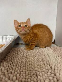 Cady -  Domestic Short Hair Cat for Adoption in Sorrento, Louisiana - Cady | PetCurious
