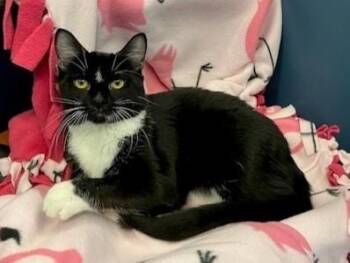 Domestic Short Hair Cats Available for Adoption - MO | PetCurious