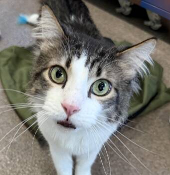 Domestic Medium Hair Cats Available for Adoption in Sault Ste. Marie, Michigan - Mr. Tally Man | PetCurious
