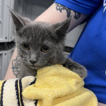Shampoo -  Domestic Short Hair Cat for Adoption in Greensboro, North Carolina - Shampoo | PetCurious