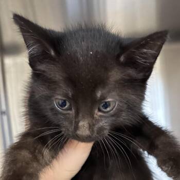 Jonagold -  Domestic Short Hair Cat for Adoption in Naperville, Illinois - Jonagold | PetCurious