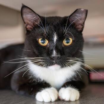 Smokey -  Domestic Short Hair Cat for Adoption in Reston, Virginia - Smokey | PetCurious