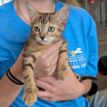 Domestic Short Hair Cats Available for Adoption - Briana | PetCurious