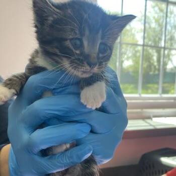 Saturn -  Domestic Short Hair Cat for Adoption in South Elgin, Illinois - Saturn | PetCurious
