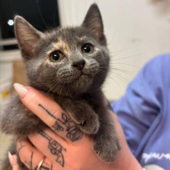 Superstar -  Domestic Short Hair Cat for Adoption in Hopewell, Virginia - Superstar | PetCurious