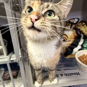 Pam -  Domestic Short Hair Cat for Adoption in Pottsville, Pennsylvania - Pam | PetCurious