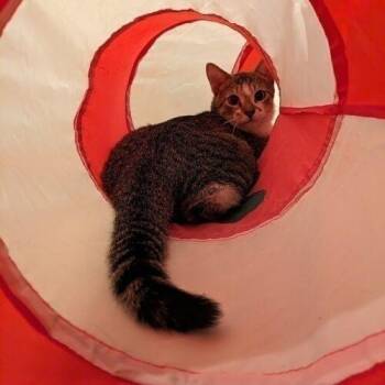 Krispy -  Domestic Short Hair Cat for Adoption in Tampa, Florida - Krispy | PetCurious