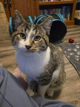 Domestic Short Hair Cats Available for Adoption - Flounder | PetCurious