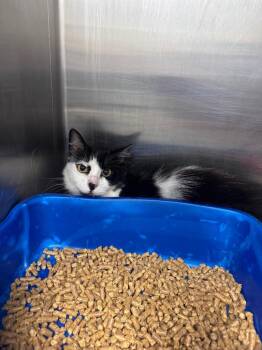 Domestic Long Hair Cats Available for Adoption in Danielsville, Georgia - Lily | PetCurious
