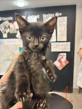 Stewart -  Domestic Short Hair Cat for Adoption in Caro, Michigan - Stewart | PetCurious