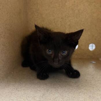 Lil Caviar -  Domestic Short Hair Cat for Adoption in Philadelphia, Pennsylvania - Lil Caviar | PetCurious