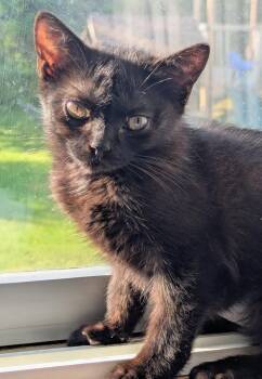 Peppa 2 -  Domestic Short Hair Cat for Adoption in Arthur, Ontario - Peppa 2 | PetCurious