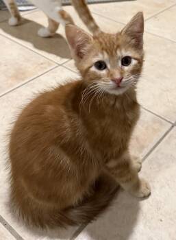 Randy -  Domestic Short Hair Cat for Adoption in East Hanover, New Jersey - Randy | PetCurious