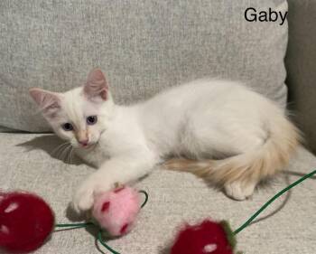 Gaby -  Domestic Short Hair Cat for Adoption in San Antonio, Texas - Gaby | PetCurious