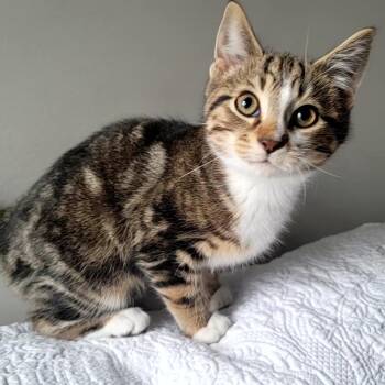 Domestic Short Hair Cats Available for Adoption - Dash | PetCurious