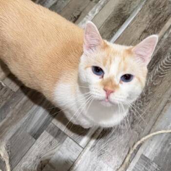 Domestic Short Hair Cats Available for Adoption - Zero | PetCurious