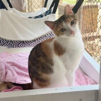 Anna Banana -  Domestic Short Hair Cat for Adoption in Alexandria, Louisiana - Anna Banana | PetCurious