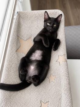 Scribble -  Domestic Short Hair Cat for Adoption in Homestead, Florida - Scribble | PetCurious