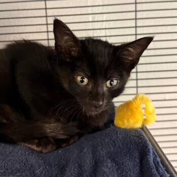 Cricket -  Domestic Short Hair Cat for Adoption in Hampton Bays, New York - Cricket | PetCurious