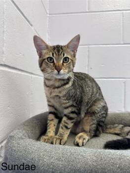 Rescue Domestic Short Hair Cats for Adoption in Elwood, New York - Sundae | PetCurious