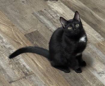 Rescue Domestic Short Hair Cats for Adoption in Greenville, South Carolina - Dallas TB | PetCurious