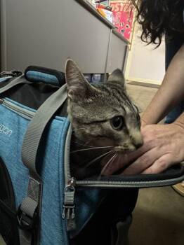 MARGO -  Domestic Short Hair Cat for Adoption in Fort Walton Beach, Florida - MARGO | PetCurious
