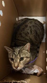PENELOPE -  Domestic Short Hair Cat for Adoption in Jacksonville, Florida - PENELOPE | PetCurious