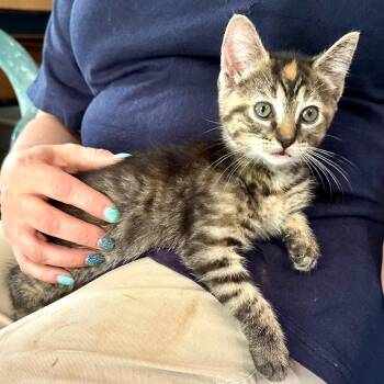 Genevieve -s -  Domestic Short Hair Cat for Adoption in Sequatchie, Tennessee - Genevieve -s | PetCurious