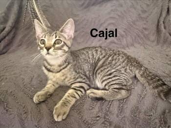 Cajal -  Domestic Short Hair Cat for Adoption in Sunrise, Florida - Cajal | PetCurious