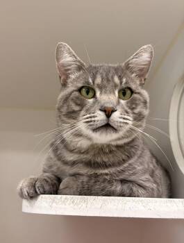 Bruce -  Domestic Short Hair Cat for Adoption in Columbus, Ohio - Bruce | PetCurious