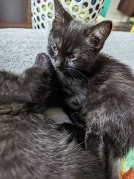 Rescue Domestic Short Hair Cats for Adoption in Plymouth, Michigan - Heath | PetCurious