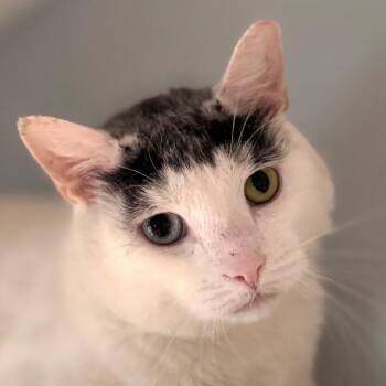 Bowie -  Domestic Short Hair Cat for Adoption in Salisbury, Massachusetts - Bowie | PetCurious