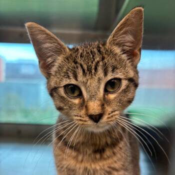 Polly -  Domestic Short Hair Cat for Adoption in Fairport, New York - Polly | PetCurious