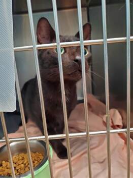 DRACULA -  Domestic Short Hair Cat for Adoption in Fort Walton Beach, Florida - DRACULA | PetCurious