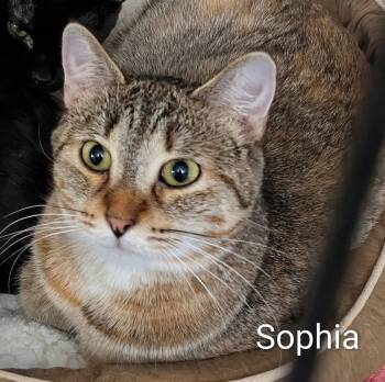 Sophia -  Domestic Short Hair Cat for Adoption in Mears, Michigan - Sophia | PetCurious