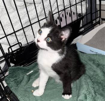 CREED -  Domestic Short Hair Cat for Adoption in Charlotte, North Carolina - CREED | PetCurious
