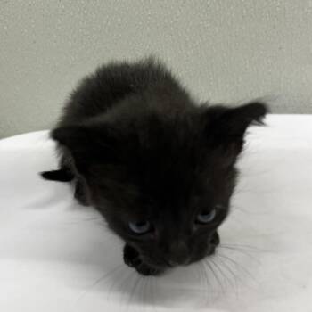 Aqua -  Domestic Short Hair Cat for Adoption in Tampa, Florida - Aqua | PetCurious