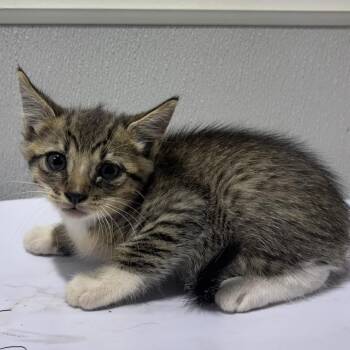 Burt -  Domestic Short Hair Cat for Adoption in Tampa, Florida - Burt | PetCurious