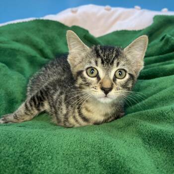 Domestic Short Hair Cats Available for Adoption in San Antonio, Texas - Larry | PetCurious
