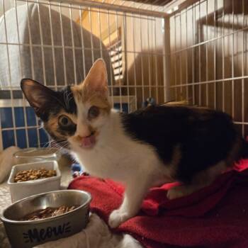 Rescue Calico and Domestic Short Hair Cats for Adoption in Iroquois, Illinois - Jellybean | PetCurious