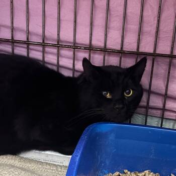 Rescue Domestic Short Hair Cats for Adoption in Newark, New Jersey - B-Rabbit Career Cat | PetCurious